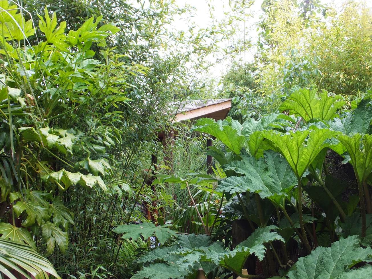 Mahonia Berberis Ilex Arnold Zwicky S Blog