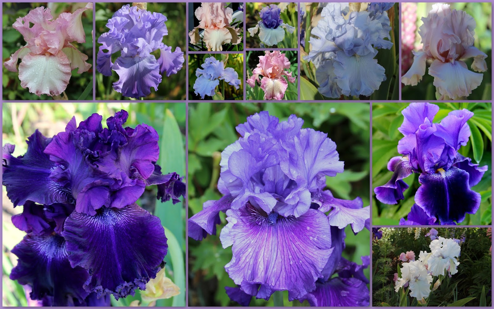 TALL BEARDED IRISES2013 BLOOMS Sowing the Seeds