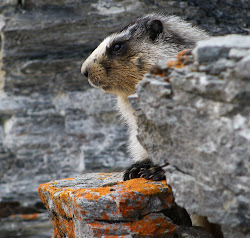 Marmot narbild
