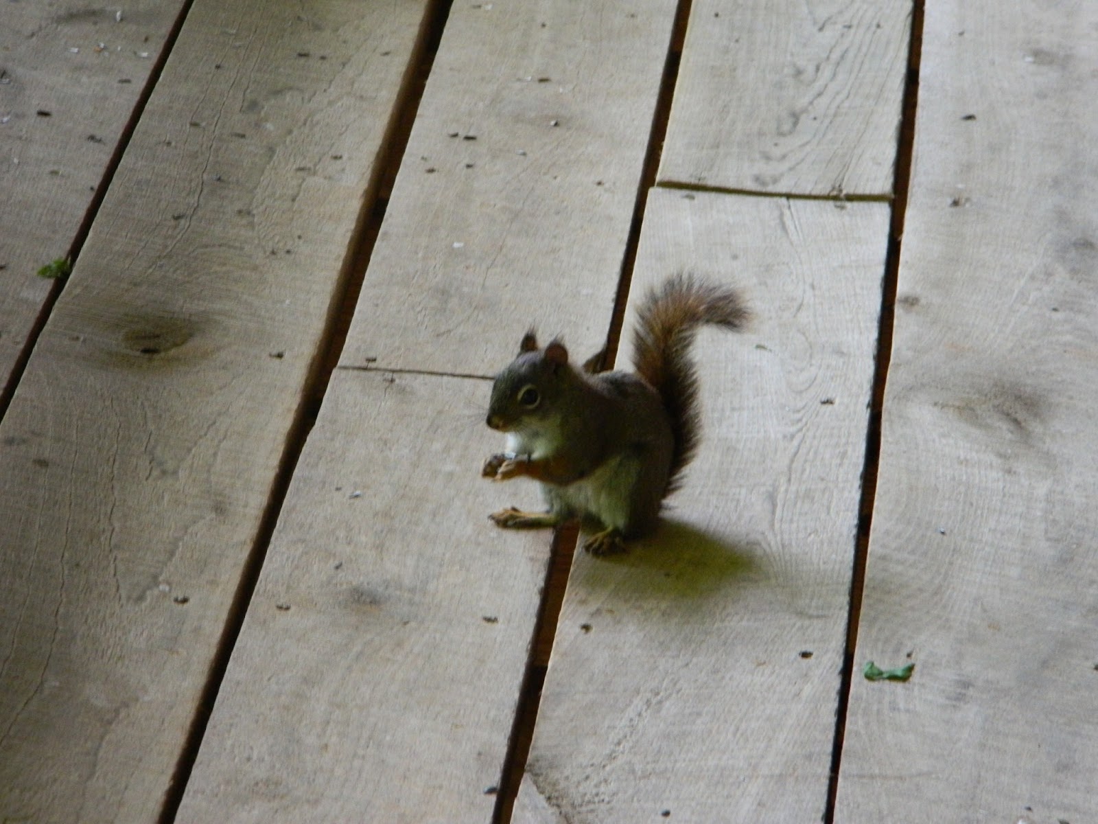 Lise's Log Cabin Life: Scavenging Squirrels