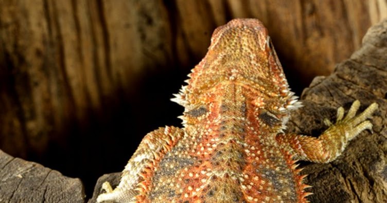 blood-red-bearded-dragon-for-sale-1.jpg