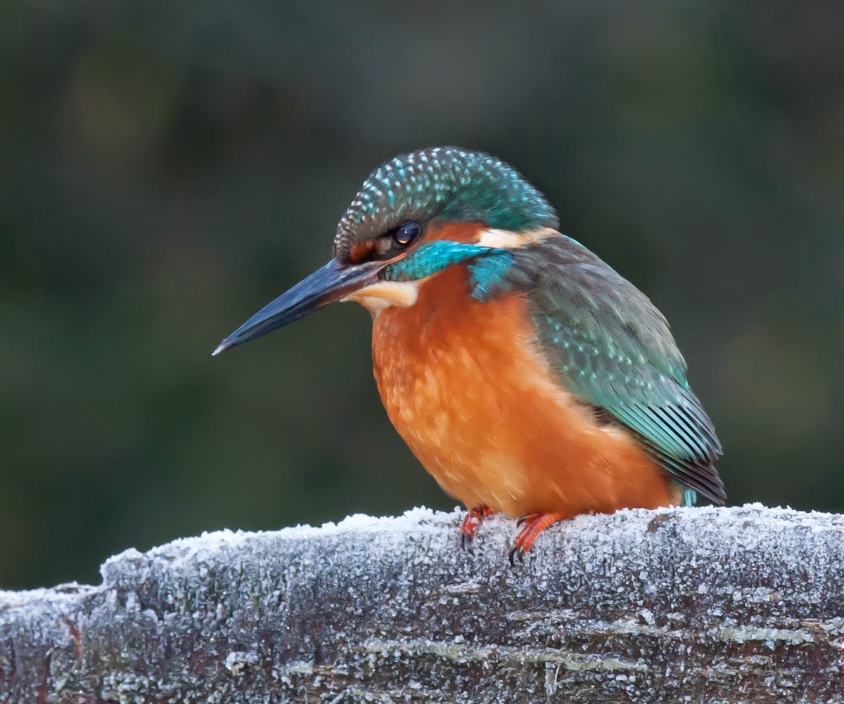 Click Kingfisher to view Captain's log:-