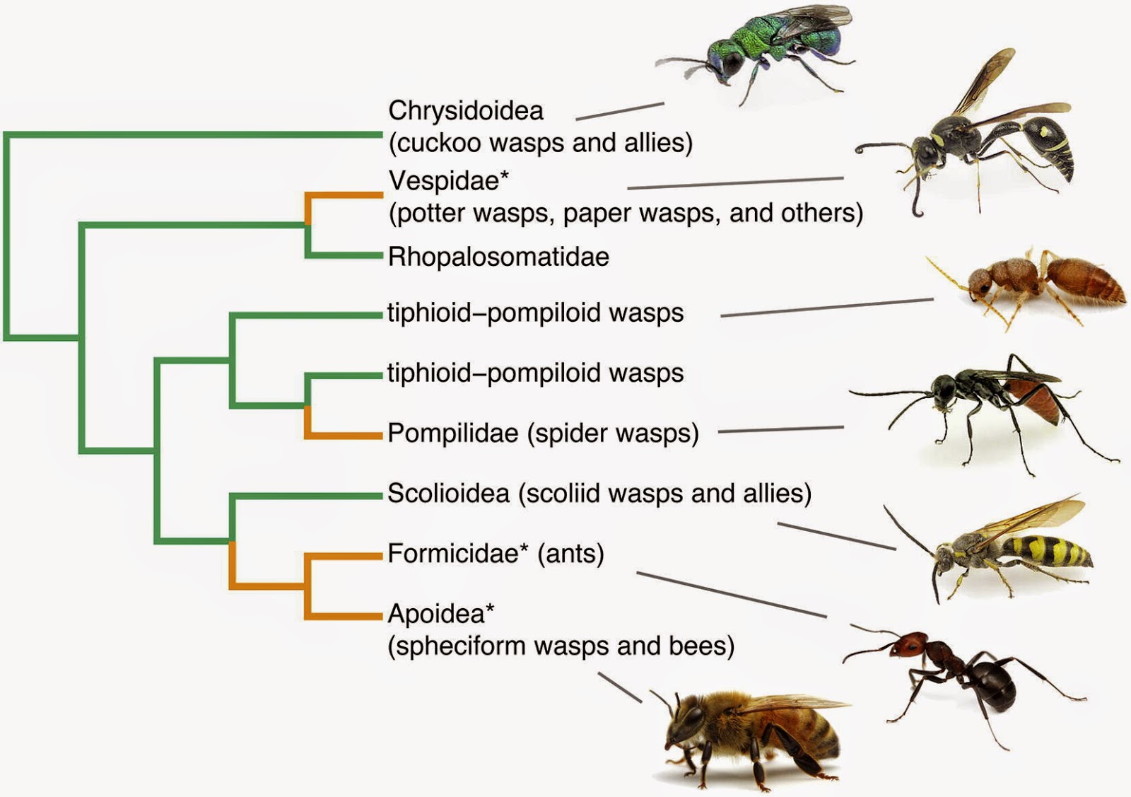 Image result for abejas familia