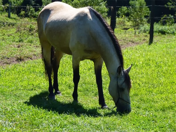 cavalo baio