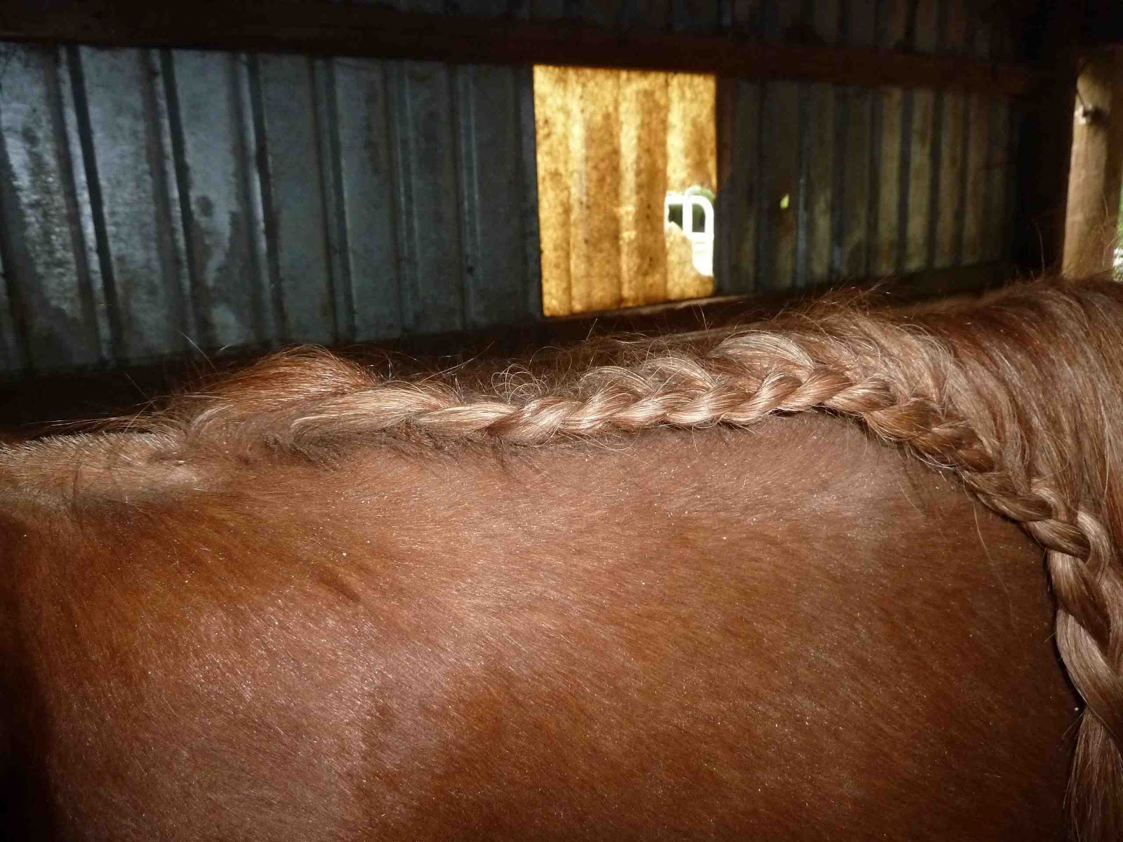 Dances With Horses Dealing with long locks