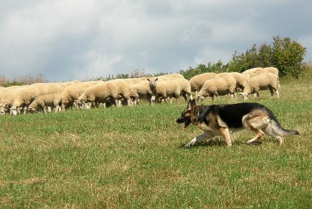 german shepherd herding sheep