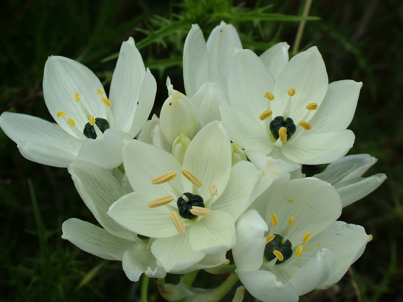 Arabicum Ornithogalum
