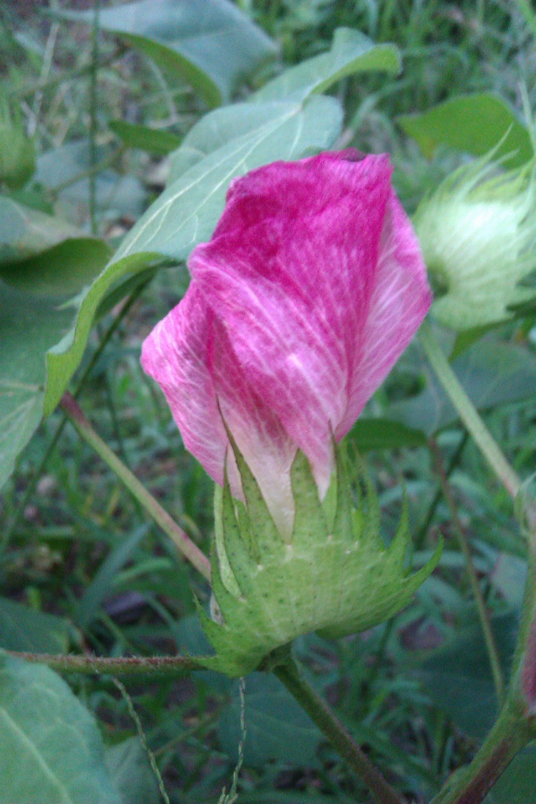 FIELD CROPS OF BANGLADESH Fibre Crops