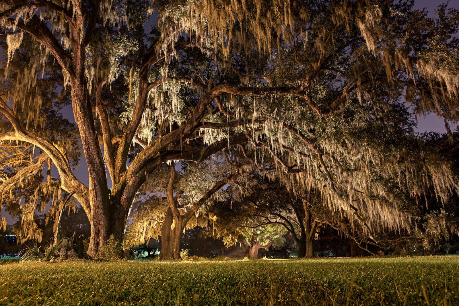 New Orleans Trees October 2013