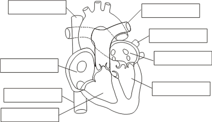Dibujo de corazon humano para colorear - Imagui Dibujo de corazon humano para colorear - Imagui