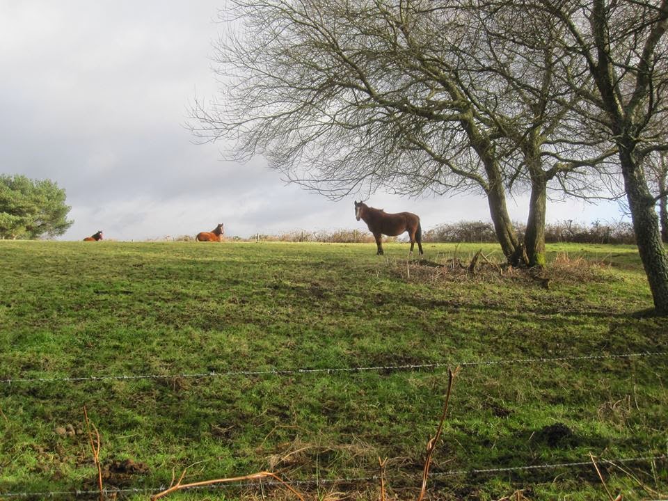 Another day, another walk Woodlands Walk, Verwood