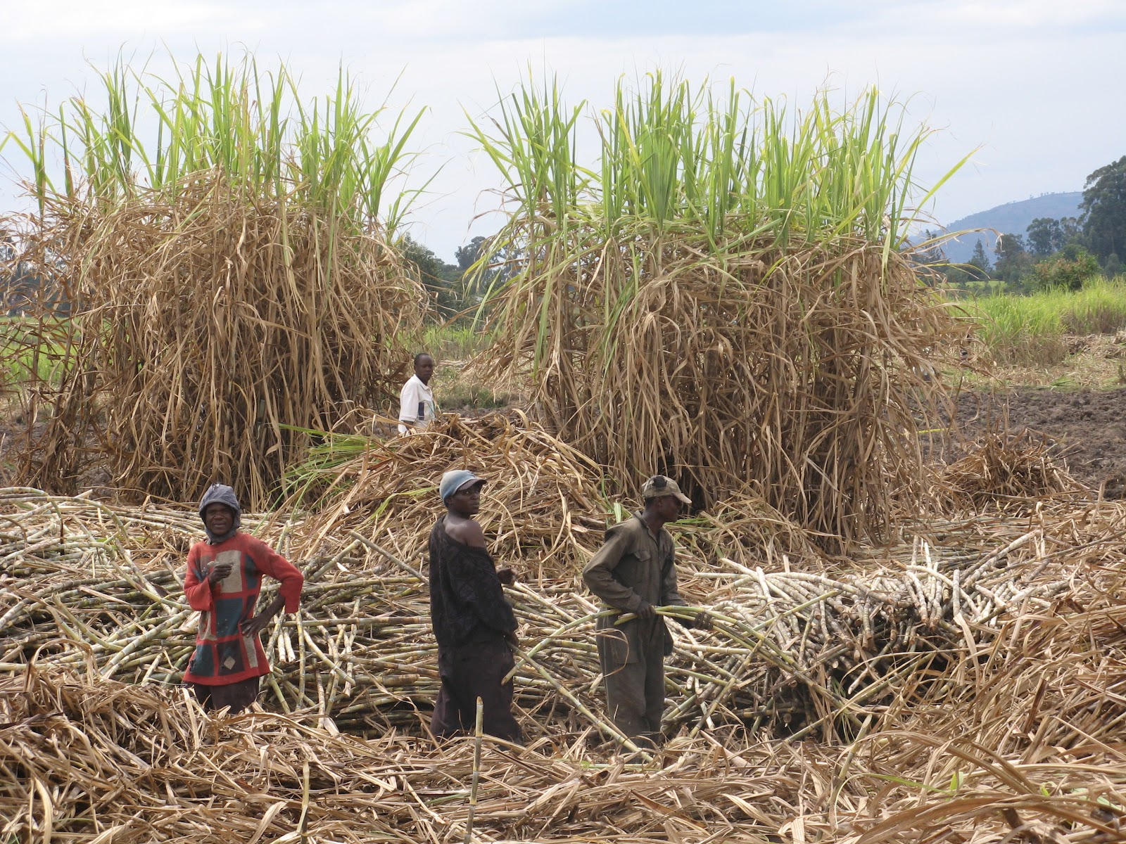 Aquinoe 2012 Sugar King Region