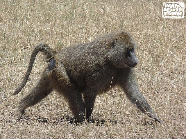 Safari game drive at Maasai Mara National Reserve in Kenya