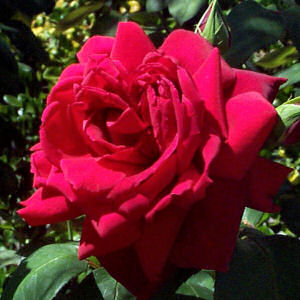 flower pic rose