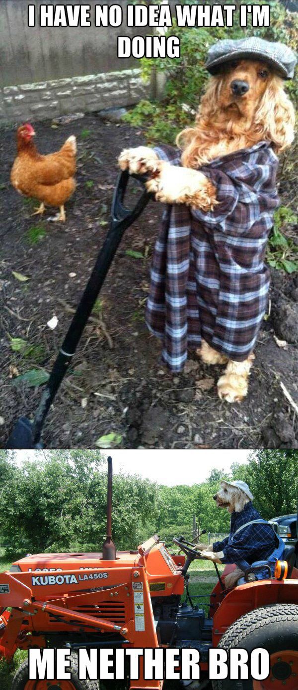 Sharing 30 Funny animal captions part 14 (30 pics) Love I Love