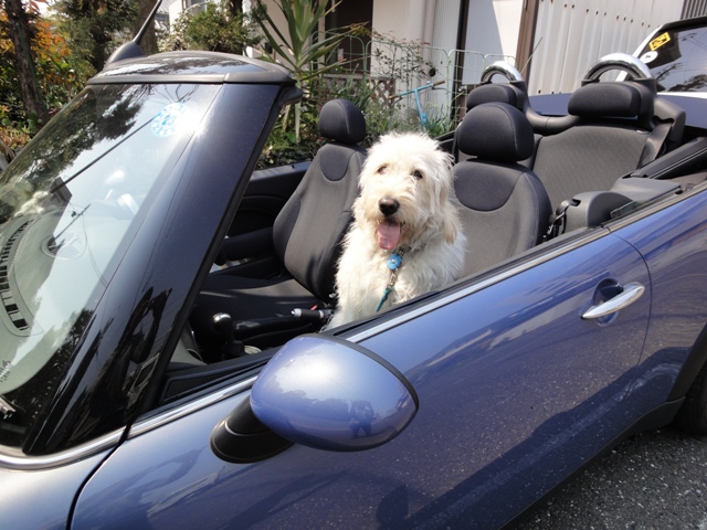 新 江ノ島 アロハライフ レイ オープンカーに乗る