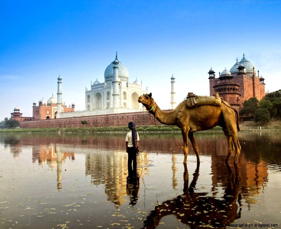Taj Mahal Camel Full HD Taj Mahal Camel Full HD