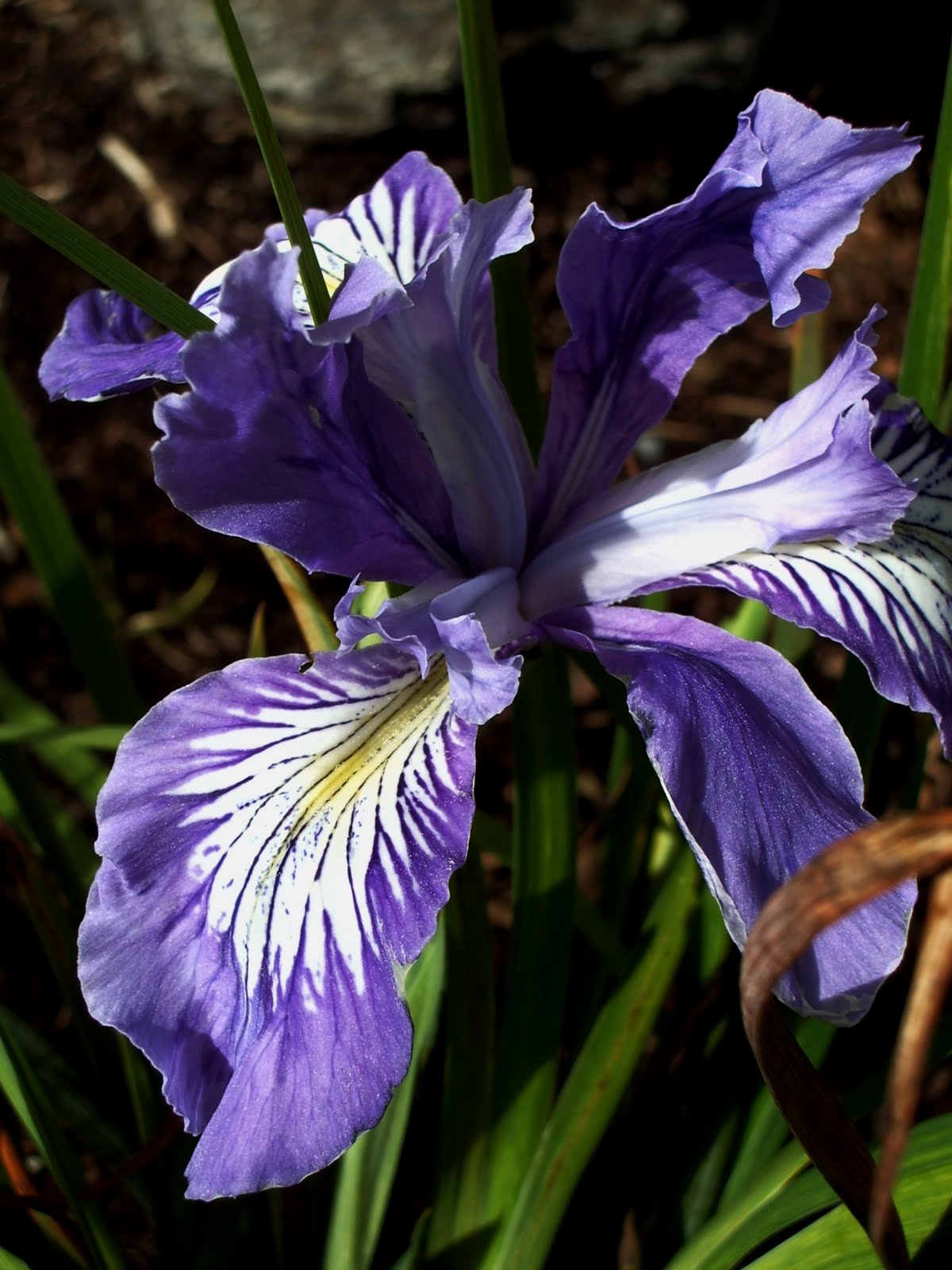 the Nature of Portland Oregon Iris Native Spring Herald