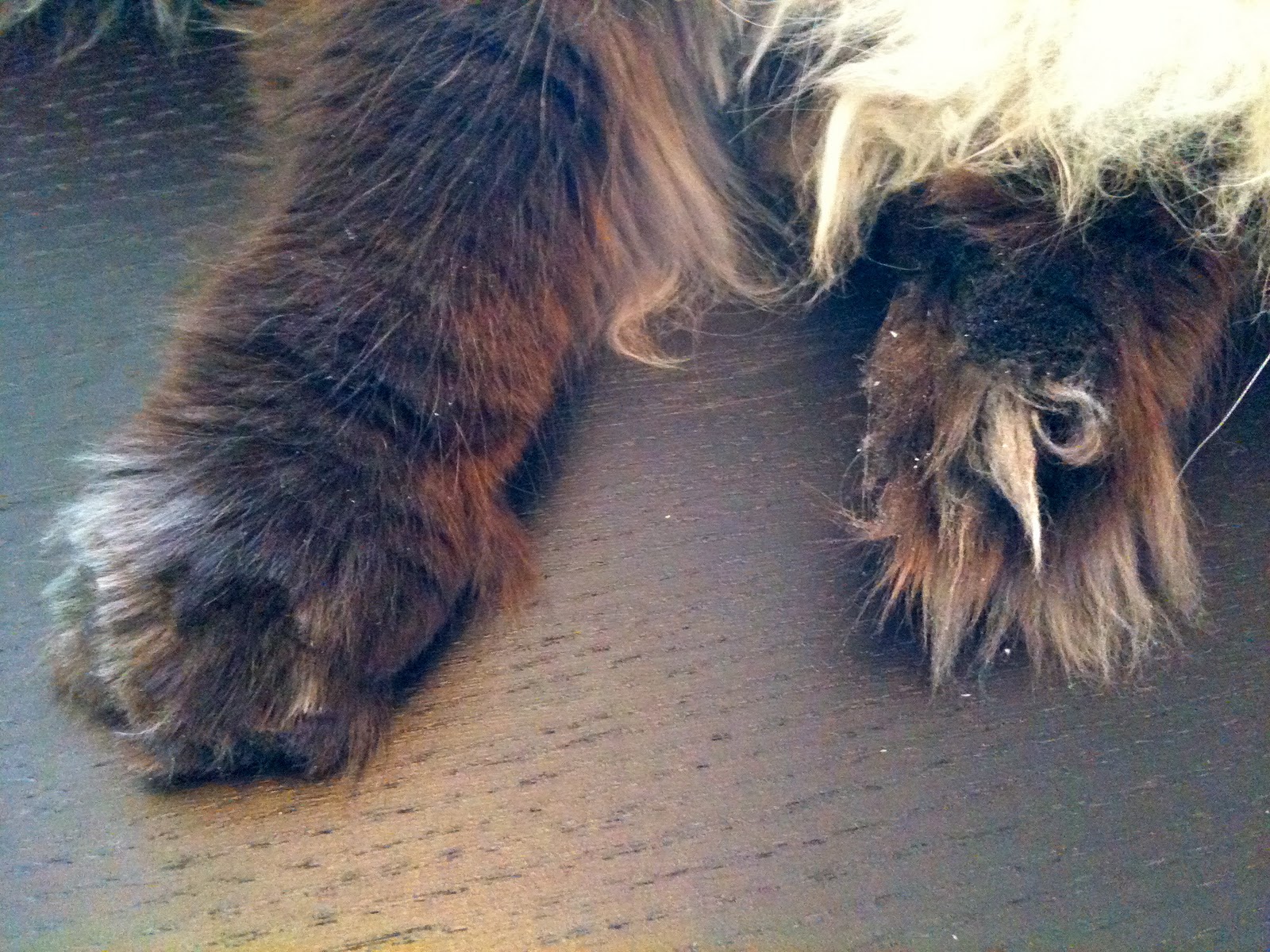 Kitten the Cat A Paw Problem