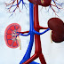 Function of Kidneys and Nephron in Human Body