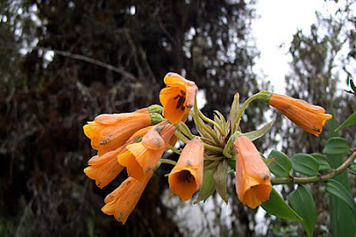 flores-del-peru