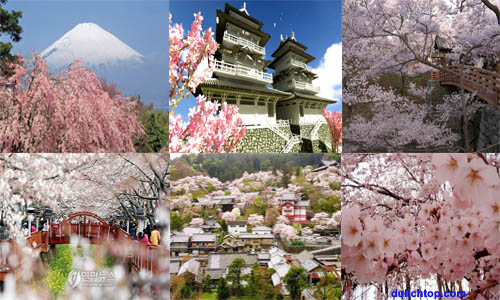 Du Lịch Nhật Bản Mùa Xuân Cùng Du Lịch Anz Tour+du+lich+hoa+anh+dao+nhat+ban