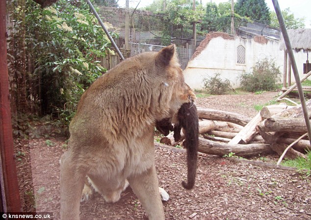 The Animal Zone Horror At The Zoo Pair Of Lions Tear Apart