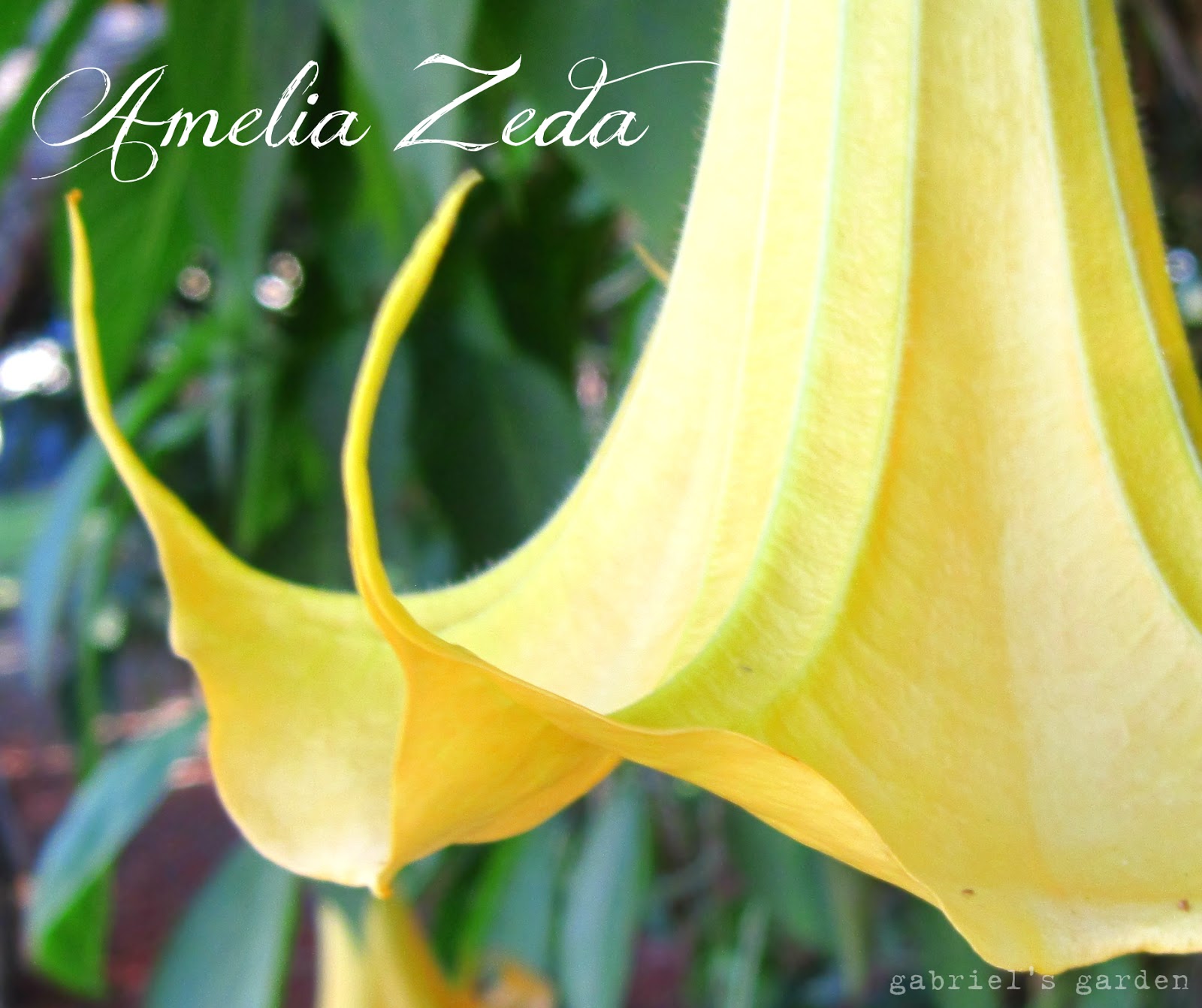 Gabriel's Garden Amelia's Flower