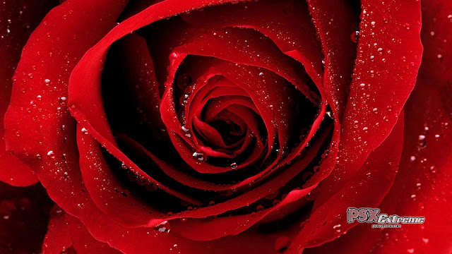 red rose wallpapers