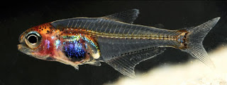 Ikan Transparan Amazon Ikan Transparan Amazon