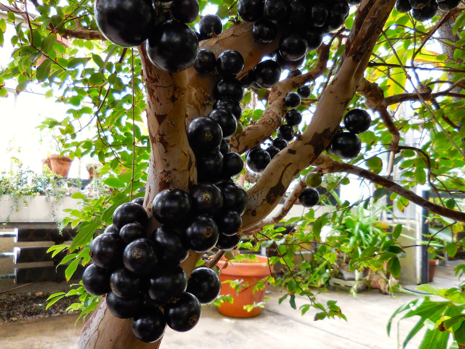Burger's Onion: Jaboticaba