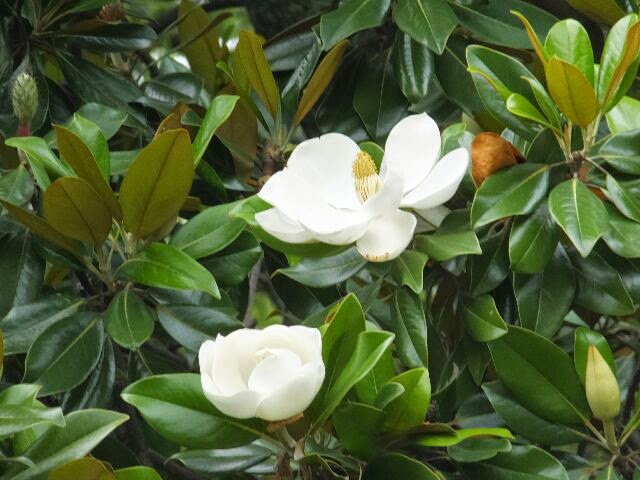 直径15~25cmの芳香のある花を咲かせていた。 直径15~25cmの芳香のある花を咲かせていた。