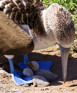 Blue Footed Boobie with Two Newborn Chicks