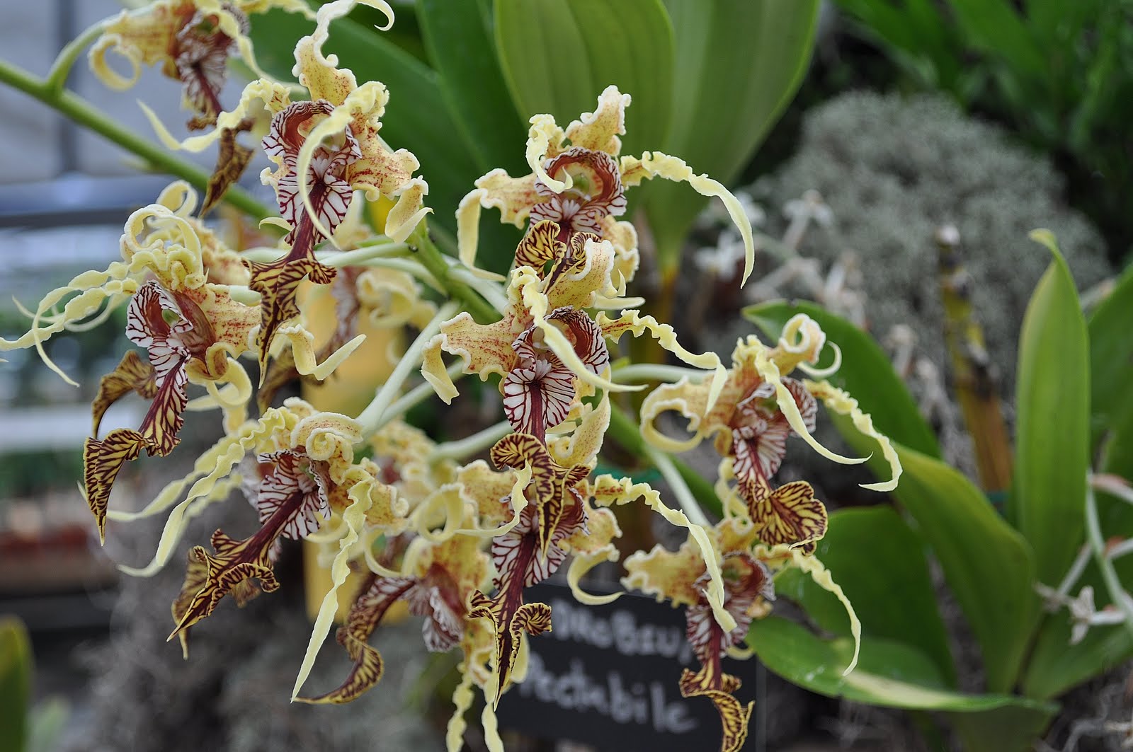 Primarily Cymbidiums Virginia Orchid Society Show, 2011