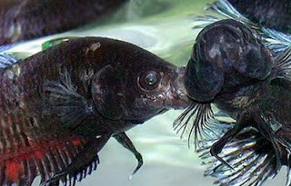 Gambar ikan Cupang petarung Gambar ikan Cupang petarung