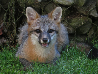 Gray Fox Pup