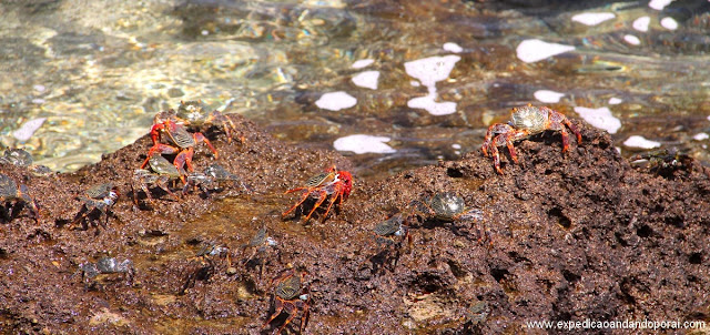 Caranguejos na trilha do Atalaia Longa