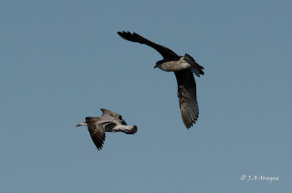 Gaviota cáspica, Larus cachinnans, Caspian gull