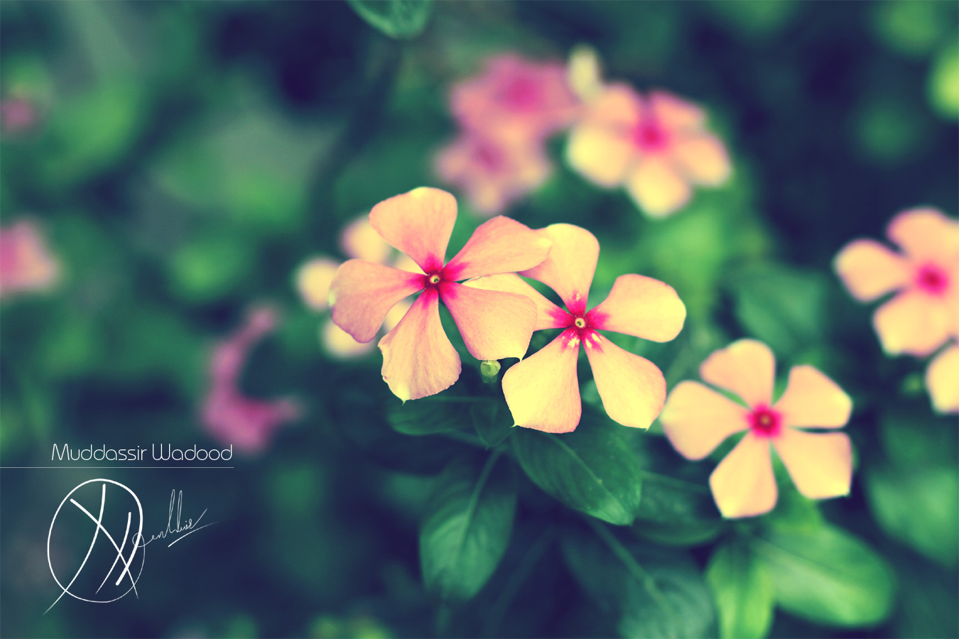 [Share ảnh] - Flowers Background+%2868%29