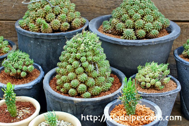 Euphorbia multiceps C258【超大株・多頭】ユーフォルビア