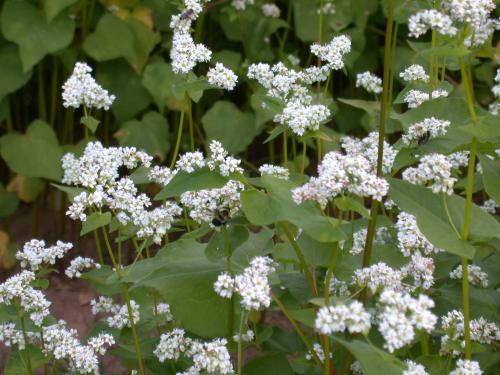 buckwheat.jpg