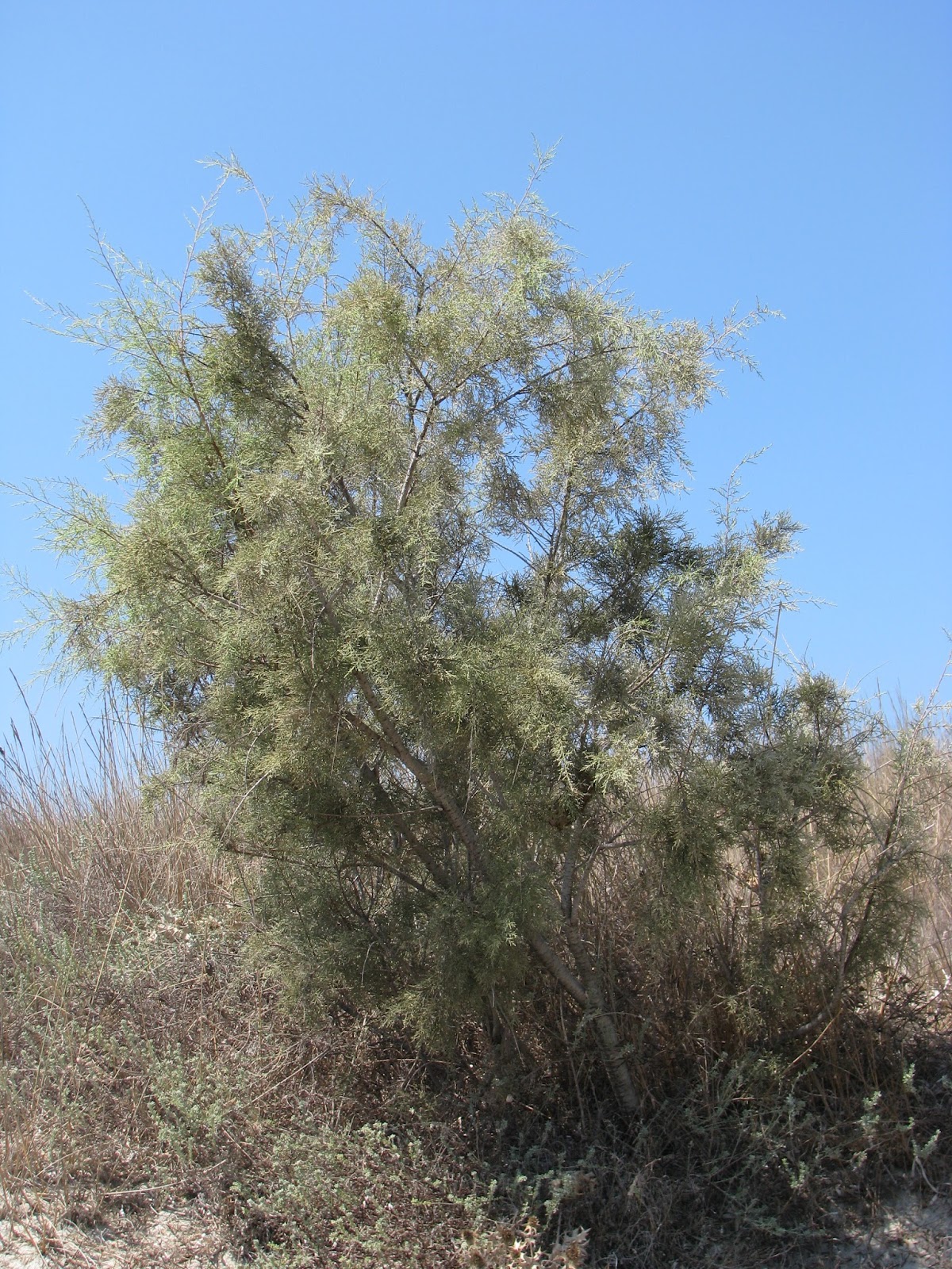 Of Salt Cedar (Tamarix) Discovering Kos and the surrounding islands