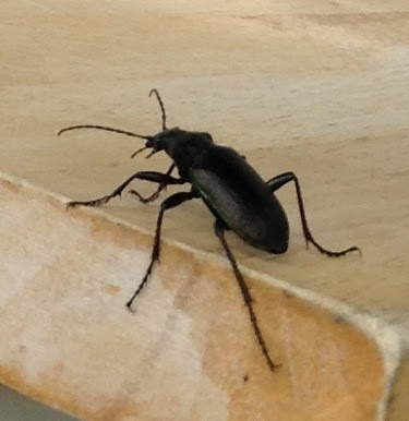 シマウマブログ この虫は マイマイカブリ