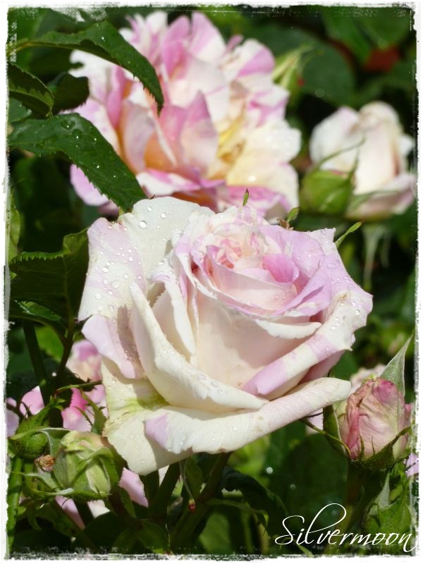 Silvermoon Herzallerliebst Rosen