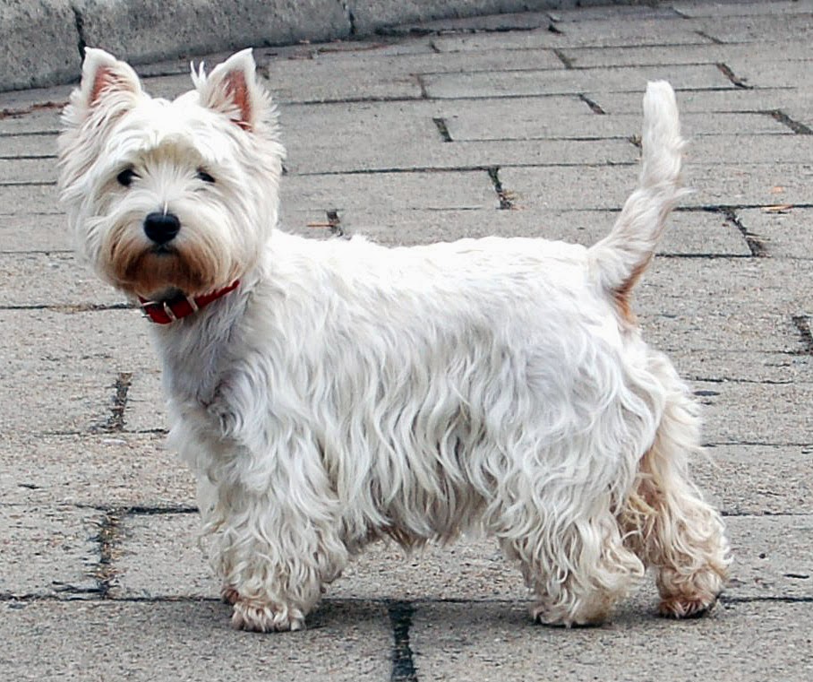 รายการ 90+ ภาพพื้นหลัง เวสตี้ เทอร์เรียร์ คมชัด