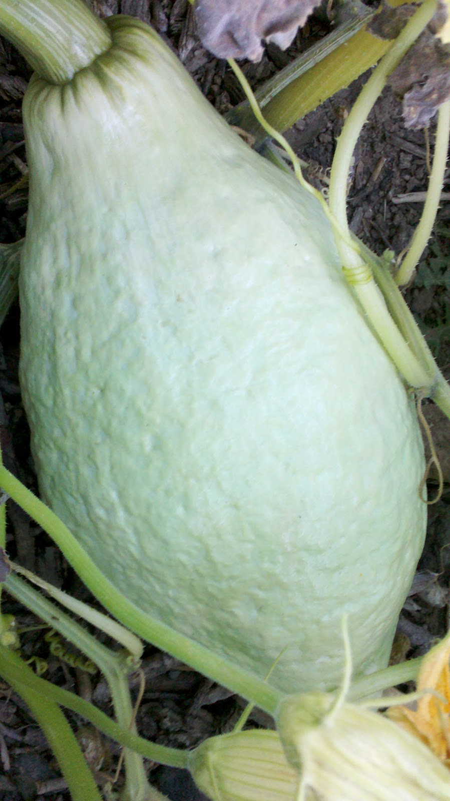 Jenn's Gardening Spot Edible front yard full of Melons, Squash and Pumpkins!