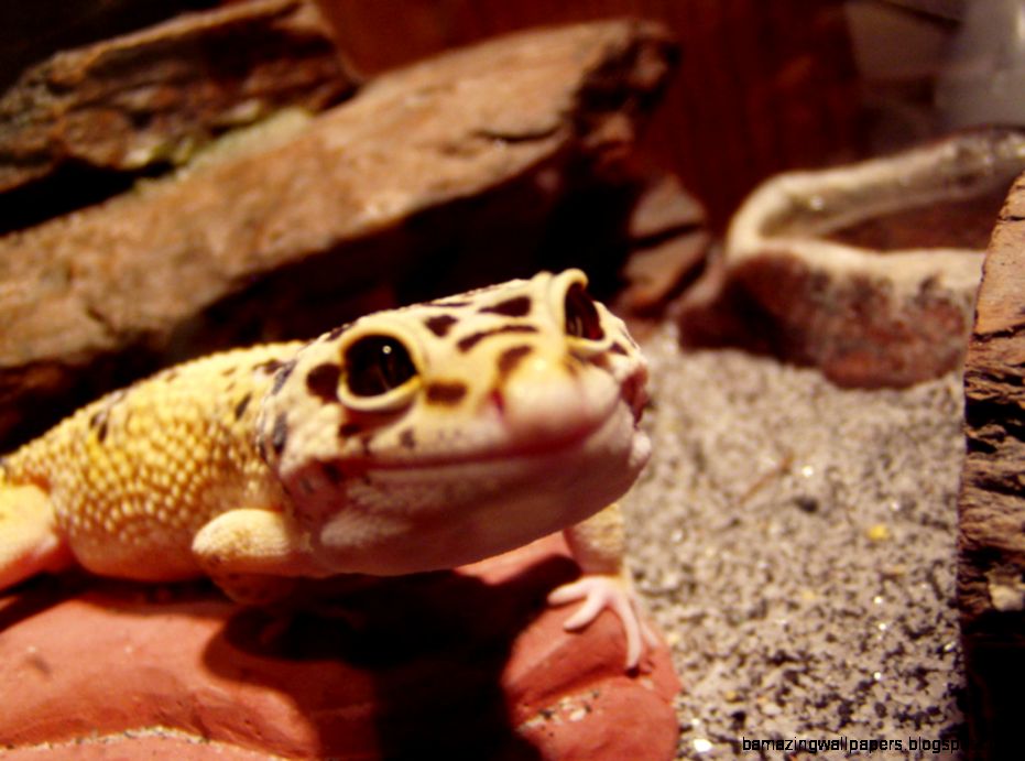 Reptile Tidy Gecko Smile Expression Leopard Gecko Friendly Pets Reptile Tidy Gecko Smile Expression Leopard Gecko Friendly Pets