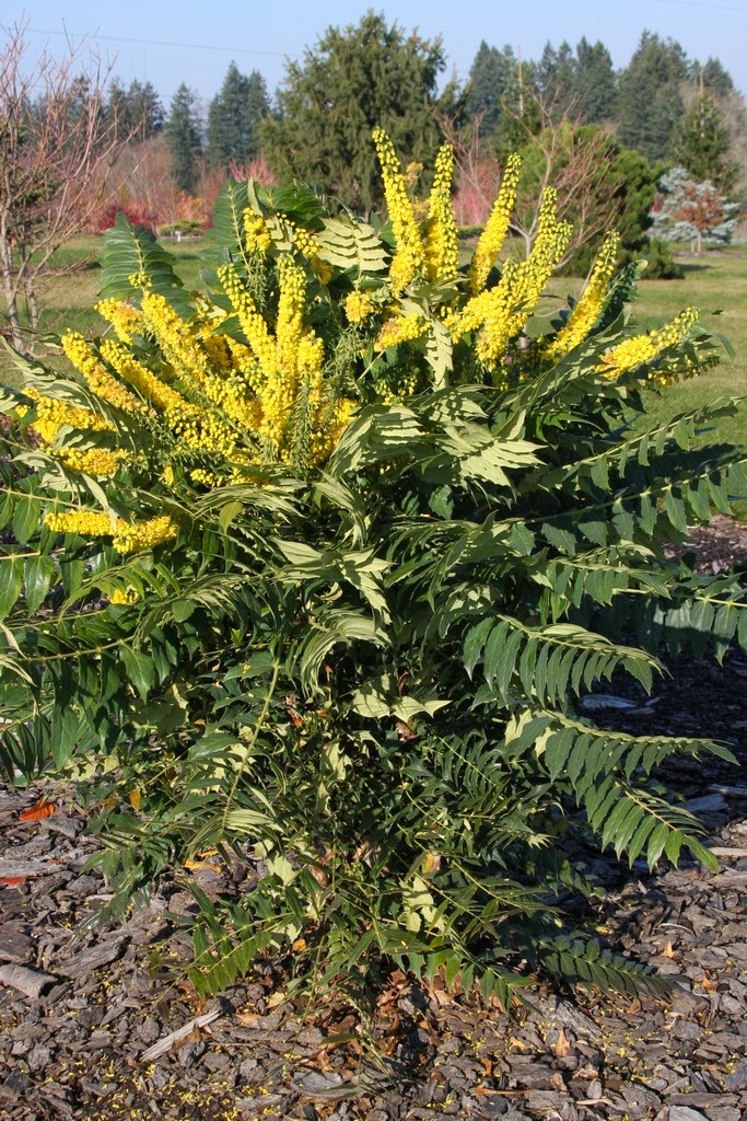 Flora Wonder Blog Flora Farm Mahonia