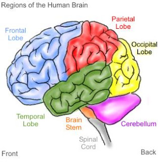9 Cara Membuat Otak Berpikir Lebih Cepat [ www.BlogApaAja.com ]