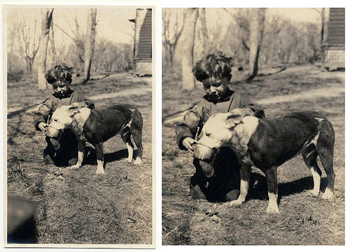 victorian nanny dogs